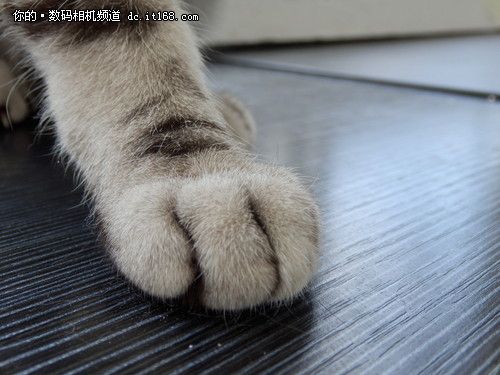 iHS优质高感体验 奥巴SZ-31MR实拍猫咪