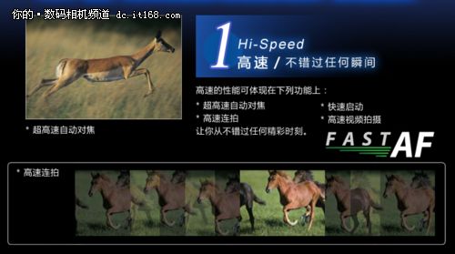 iHS优质高感体验 奥巴SZ-31MR实拍猫咪