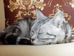iHS优质高感体验 奥巴SZ-31MR实拍猫咪