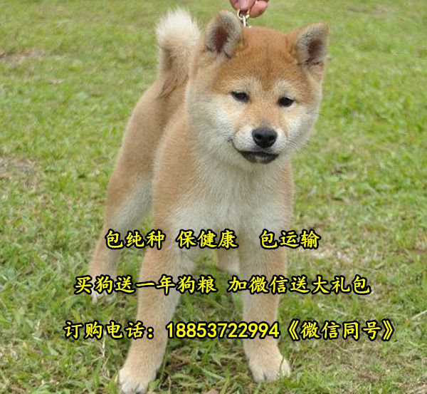 河南濮阳华龙宠物市场