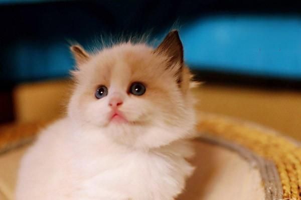 猫咪牙齿疾病的你都知道吗
