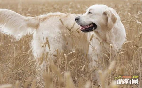 正确选购优秀营养宠物犬粮