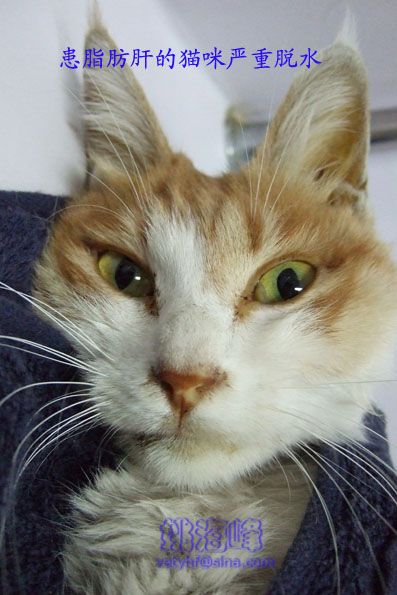 猫脂肪肝（Fatty Liver Syndrome ，FLS）