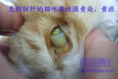 猫脂肪肝（Fatty Liver Syndrome ，FLS）