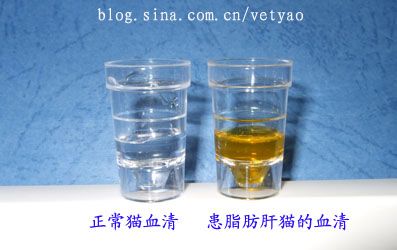 猫脂肪肝（Fatty Liver Syndrome ，FLS）