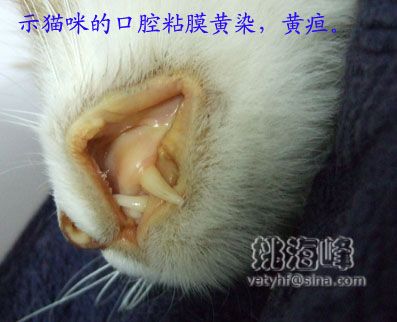 猫脂肪肝（Fatty Liver Syndrome ，FLS）