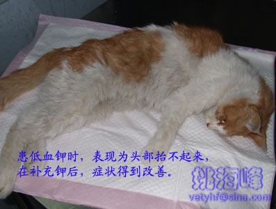猫脂肪肝（Fatty Liver Syndrome ，FLS）