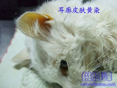 猫脂肪肝（Fatty Liver Syndrome ，FLS）