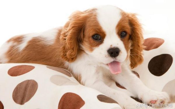 还在为您的狗狗不听话烦恼吗，训犬方法大全来了，还不快试试