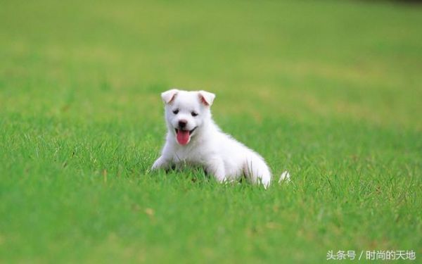 还在为您的狗狗不听话烦恼吗，训犬方法大全来了，还不快试试