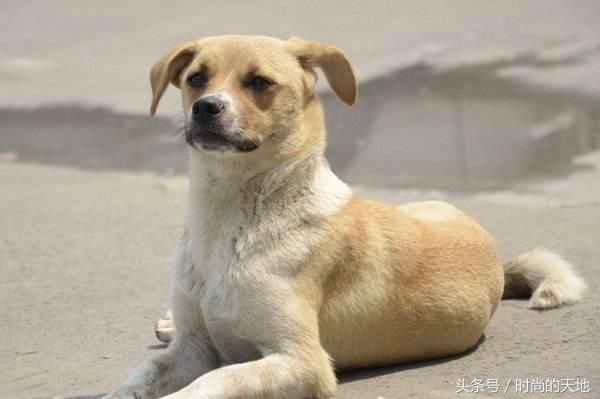 还在为您的狗狗不听话烦恼吗，训犬方法大全来了，还不快试试