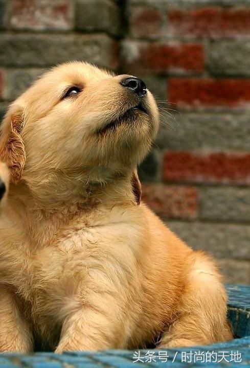 还在为您的狗狗不听话烦恼吗，训犬方法大全来了，还不快试试