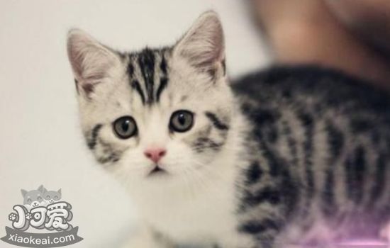 猫闭尿会出现什么情况 猫闭尿后需要知道的护理知识