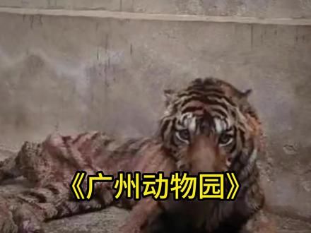 大型纪录片《广州动物园》 #神奇动物在抖音 #老虎 #广州动物园 #熊猫 #动物世界