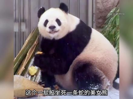 萌兰的妈妈萌萌，小时候也是个熊来疯，萌兰完美遗传了妈妈活泼治愈的性格！#大熊猫萌兰 #大熊猫萌萌#来这吸熊猫 #不止我一个想rua大熊猫