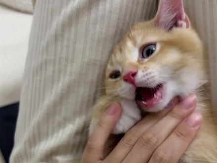 教你5招,正确教育出不爱咬人的小猫咪#养宠进阶指南 #养猫经验分享 #猫咪咬人