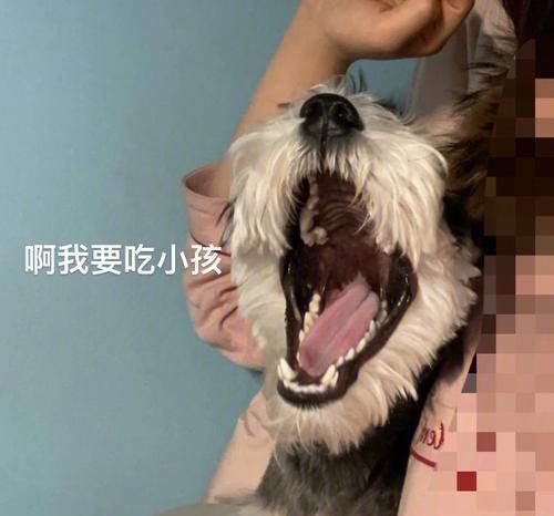 狗狗长了双排牙怎么办？（宠物牙齿保健知识分享）