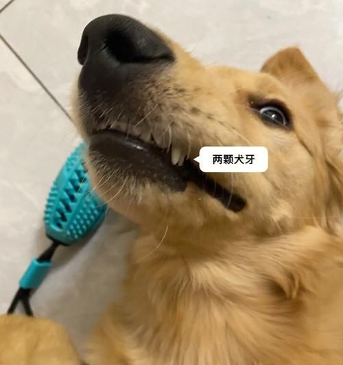 狗狗长了双排牙怎么办？（宠物牙齿保健知识分享）