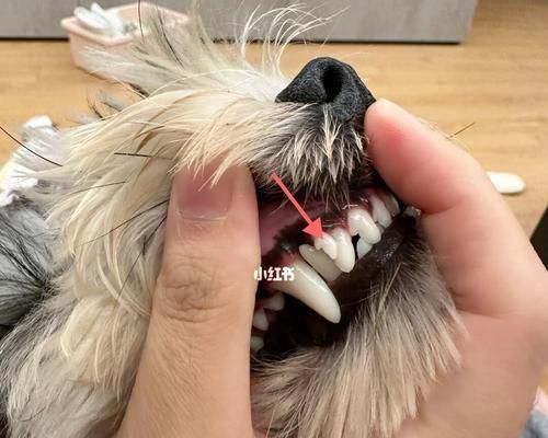 狗狗长了双排牙怎么办？（宠物牙齿保健知识分享）