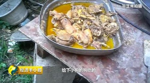 狗粮