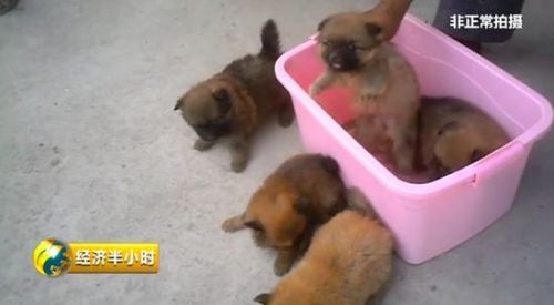 幼犬