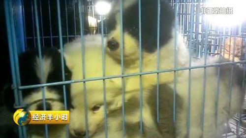 被买卖的幼犬