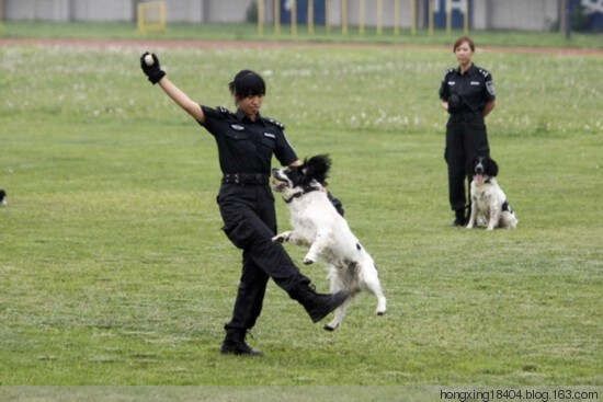 如何训犬-训犬知识完全手册！ - 红苹果 - 红苹果博客