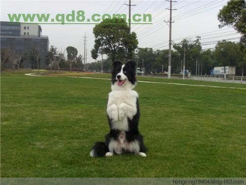 如何训犬-训犬知识完全手册！ - 红苹果 - 红苹果博客