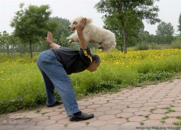 如何训犬-训犬知识完全手册！ - 红苹果 - 红苹果博客