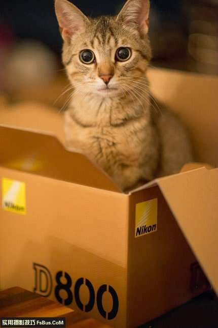 宠物摄影猫咪的拍摄技巧