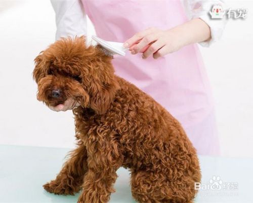 狗狗护理产品