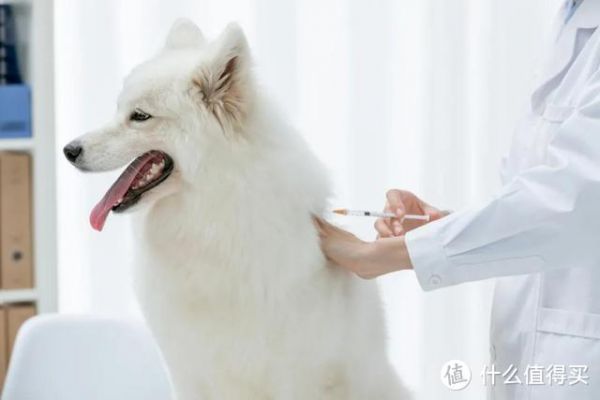 养宠指南之如何预防宠物疾病