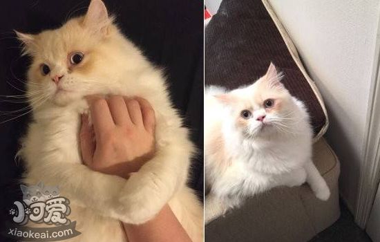 猫常见的疾病有哪些 该如何预防