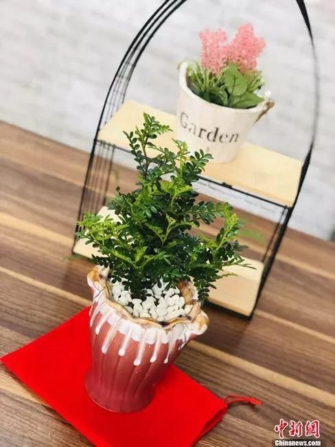 安葬有宠物骨灰的花盆。受访者供图