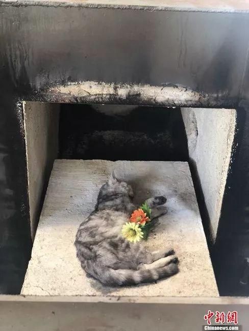 准备火化的宠物猫遗体。受访者供图