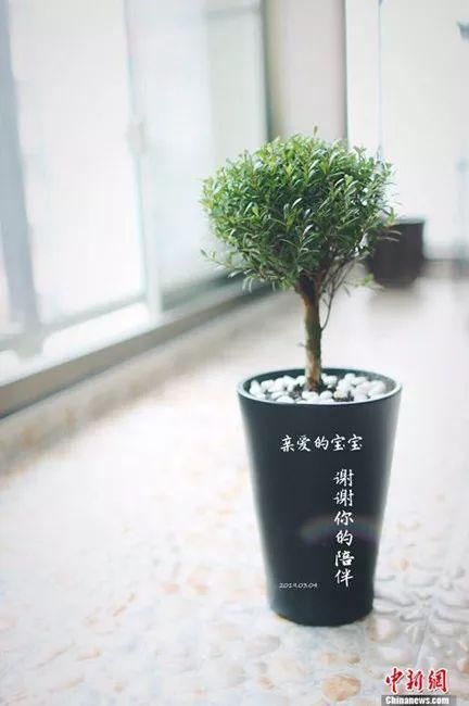 安葬宠物骨灰的花盆。受访者供图