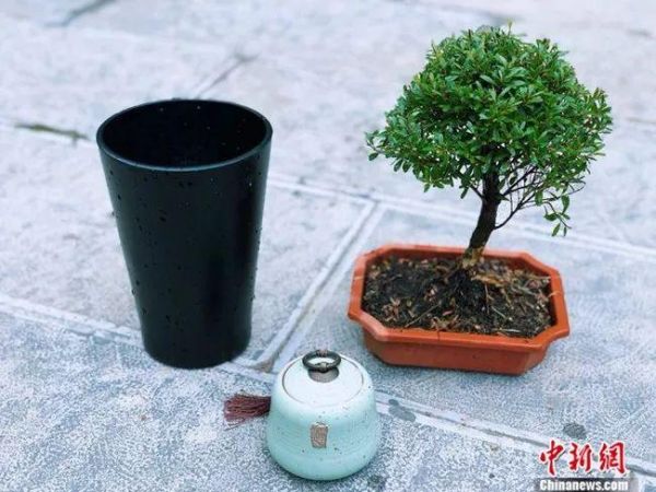 即将安葬的宠物骨灰。受访者供图
