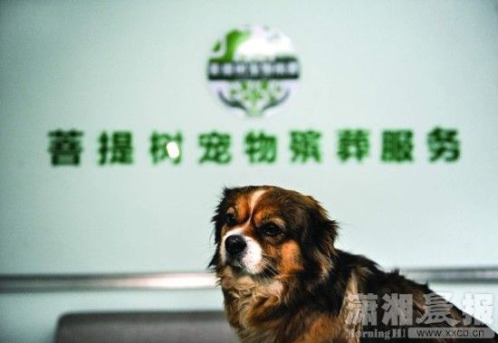 宠物过世如何处理？长沙有了专门殡葬服务（图）