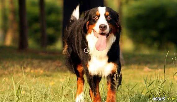 矫正伯恩山犬不良的行为