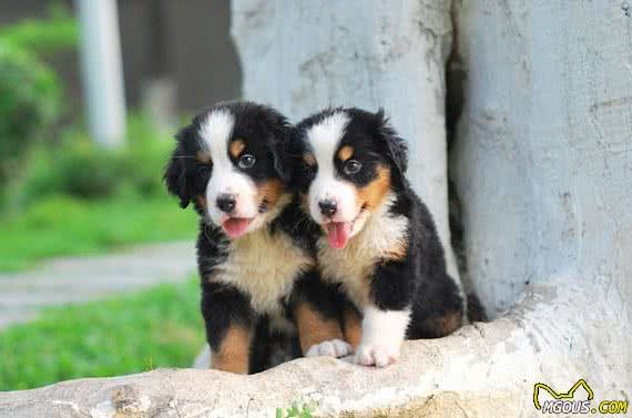 矫正伯恩山犬不良的行为