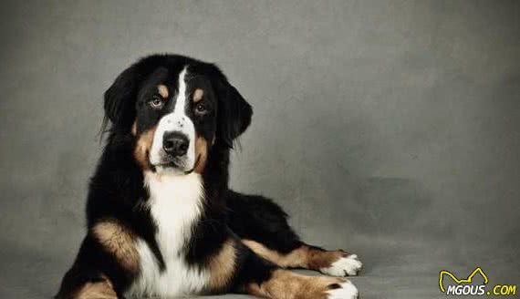 矫正伯恩山犬不良的行为