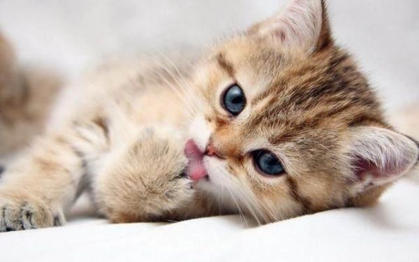 给猫做了绝育手术，10天后竟然猝死！你知道怎样节育是正确的吗！