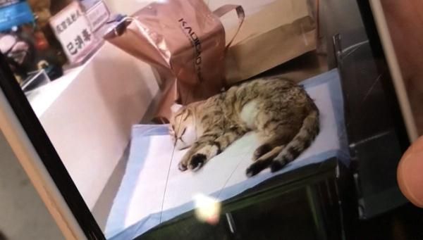 宠物猫做完绝育手术后死亡 ，猫主人提出质疑！院方：我也很纳闷！