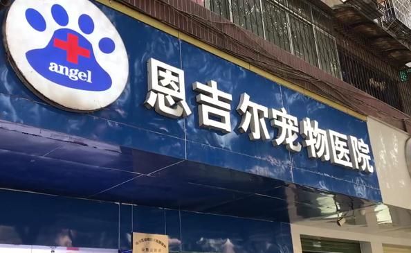 宠物猫做完绝育手术后死亡 ，猫主人提出质疑！院方：我也很纳闷！