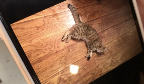 宠物猫做完绝育手术后死亡 ，猫主人提出质疑！院方：我也很纳闷！