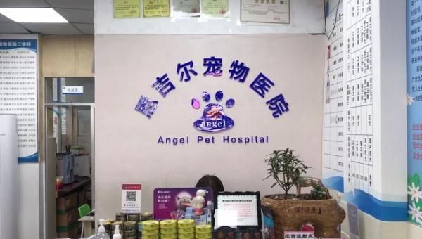 宠物猫做完绝育手术后死亡 ，猫主人提出质疑！院方：我也很纳闷！