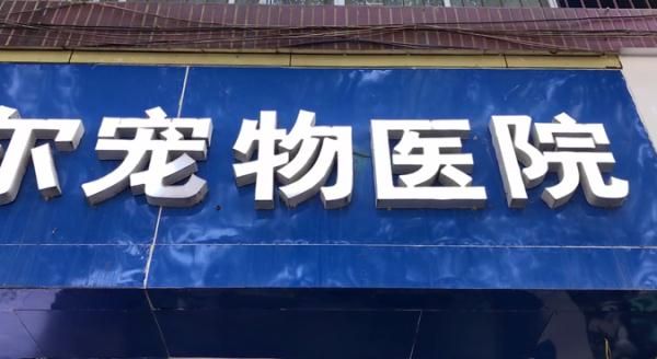 宠物猫做完绝育手术后死亡 ，猫主人提出质疑！院方：我也很纳闷！