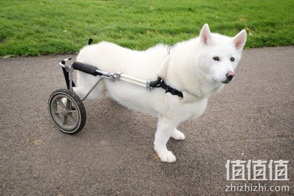 狗狗关节保健品选购指南