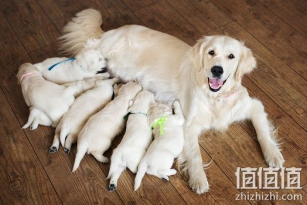 狗狗关节保健品选购指南