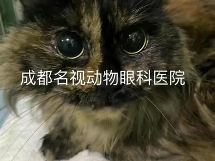 猫双目失明的诊断~这才是真正眼科专科医院的技术支持!做动物眼科专科,名视是认真的!!!#动物眼科医生